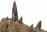 Xiphactinus Pre-Maxillary with Teeth - Smoky Hill Chalk, Kansas #62791-3